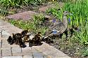 DSC_8409(2)-4