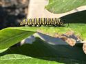 IMG_0711-16