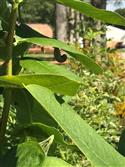 IMG_0733-17