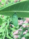 IMG_0809-19